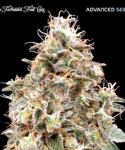 Alternative view of Auto Forbidden Fruit Cake fem. Advanced Seeds