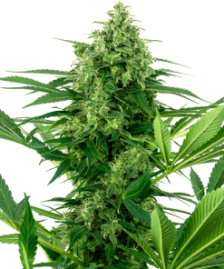 Alternative view of Banana frosting sensi seeds