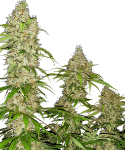 Alternative view of Banana kush cake 100% sensi seeds