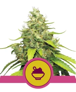 Blue gelato 100% royal queen seeds