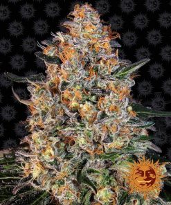 Alternative view of Bubba kush 100% barneys farm