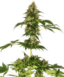 Cobalt haze 100% sensi seeds