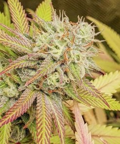 Alternative view of Critical orange punch dutch passion