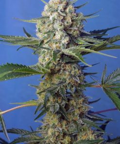 Crystal candy f1 fast version sweet seeds