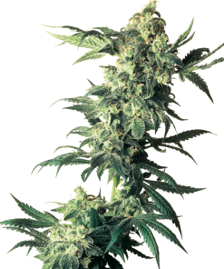 Alternative view of Northern light 100% sensi seeds