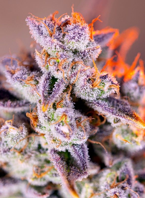 Tropicanna poison xl auto sweet seeds