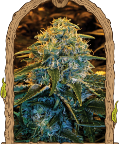 Z&z 100% exotic seeds